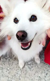 سگ نر نژاد اشپیتزژاپنی سن سه ساله  واکس زده شده