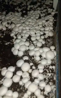 قارچ