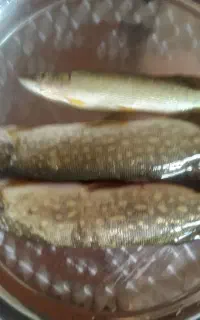 ماهی اسلف برای طعمه چکاب سوف قزل