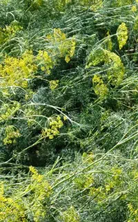 سبزی کاری و سبزی فروشی برند