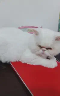 پرشین ماده سفید اصل