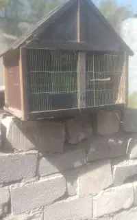 یک عدد قفس تزئینی شیک طول عرض۸۰×۵۰ ارتفاع۷۵