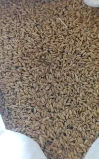 گندوم امسال کمپایین