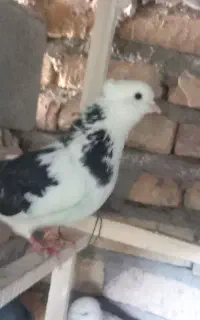 کبوتر پرشی