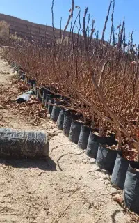 نهال زرشک عناب پسته پیوندی نشاء نهالستان درخت