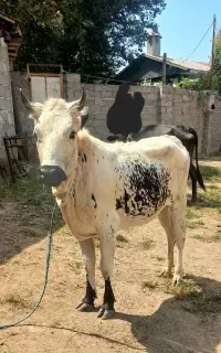 لیشه  گاو