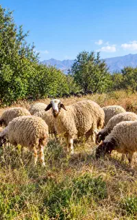 بره پای پروار