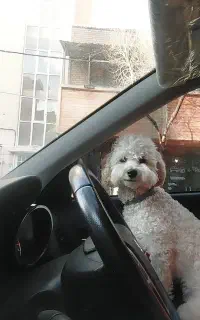سگم رو ۱۵ مرداد گم کردم