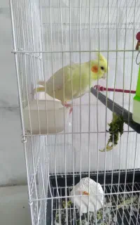 عرپس هلندی ماده