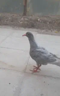 جوجه نقره ای پلنگ