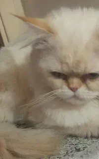 گم شده گربه پرشین سفید مژگانی میلیونی در نظر گرفته