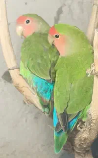 طوطی برزیلی صورت هلویی