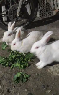 خرگوش 3تا بالق