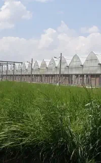 سرمایه گزاری در گلخانه هیدرو پونیک