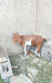 بز پاکستانی