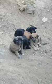 توله سگ