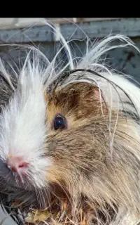 خوکچه‌ی با مزه و شیطون
