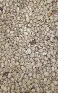 لوبیا چیتی کوشا