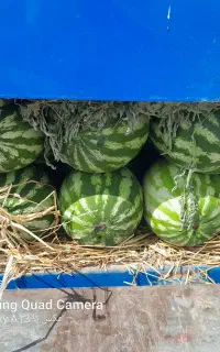 اردبیل اصلاندوز