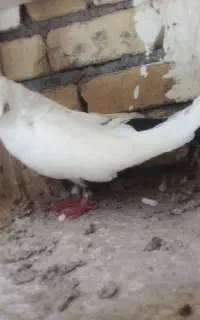 کبوتر دم‌سیاه وطوقی وکله داروقزوینی