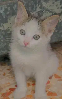 بچه گربه