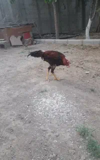 مرغ
