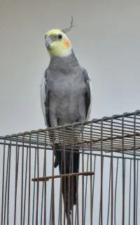 عروس هلندی سخنگو