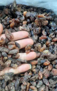 پخش کشمش علی