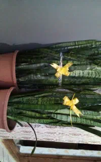 گل طبیعی