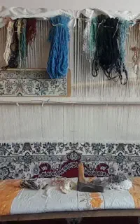 دار قالی