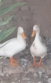 سلام ۵اردک سالم جون