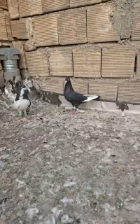 کبوتر