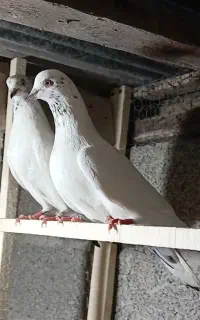 کبوتر