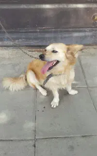 سگ گمشده