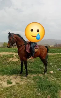 کشش اسب
