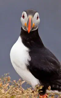 یک عدد پرنده راهب گم شده