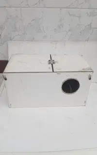 لانه عروس وفنج بالغ