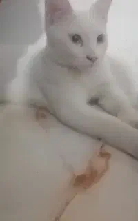گربه اسکاتیش چشم دورنگ زیبا