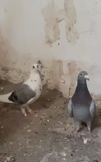 کفتر المانی