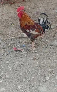 خروس بزرگ محلی سالم
