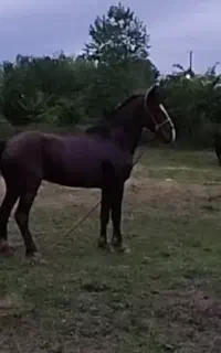 اسب نریان 5 سال زیبا 5 نشان