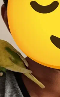 جوجه مرغ عشق