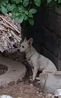 سگ پاکوتاه