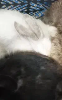 خرگوش