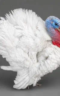 بوقلمون گوشتی (بارجدید)نزدیک جمکران-شهرقائم