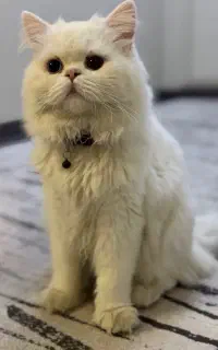 گربه نر جهت جفت گیری