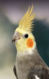 عروس هلندی پیدا شده