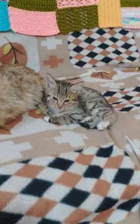 واگذاری بچه گربه ها
