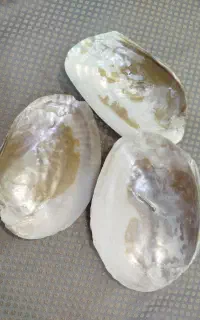 صدف خیلج فارس
