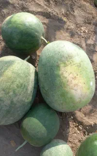 هندوانه آبی